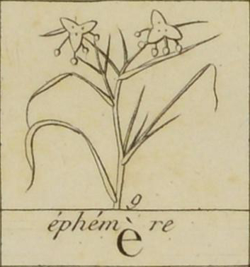 Sketch of Virginian spiderwort, name written below.